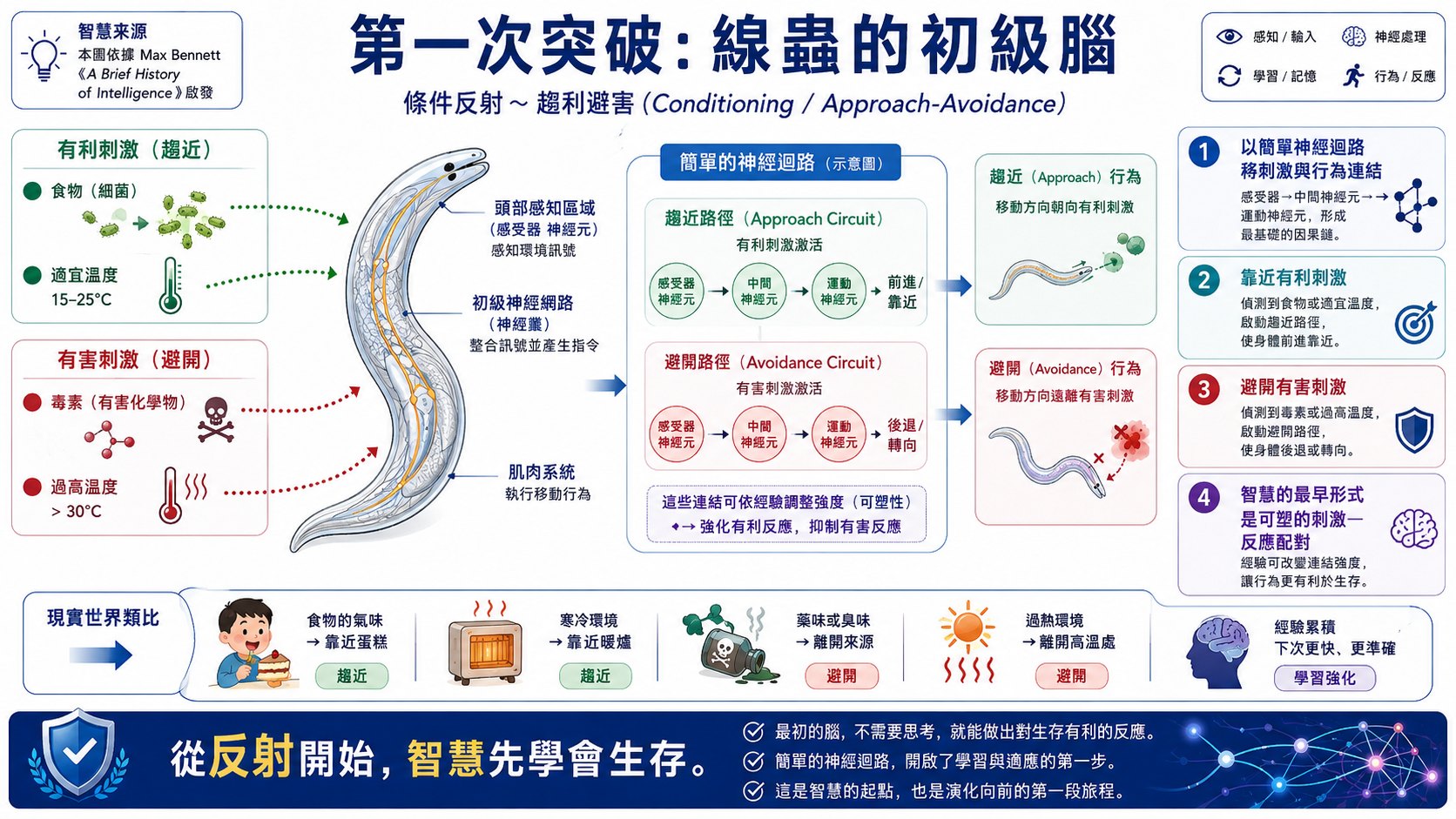 智慧的演化圖片 1